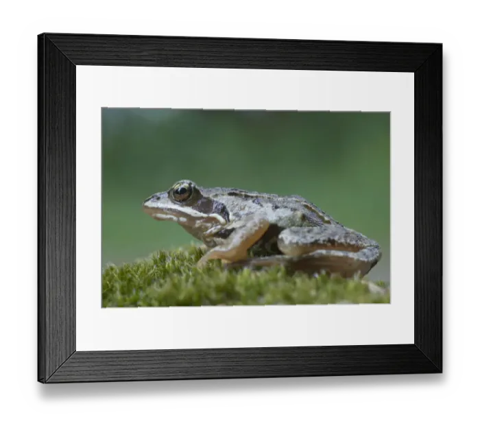 Framed Print : Moor frog -Rana arvalis-, Emsland, Germany, Europe Framed Print : Moor frog -Rana arvalis-, Emsland, Germany, Europe