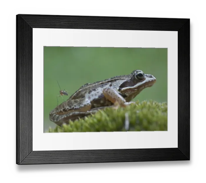 Framed Print : Moor frog -Rana arvalis-, Emsland, Germany, Europe Framed Print : Moor frog -Rana arvalis-, Emsland, Germany, Europe