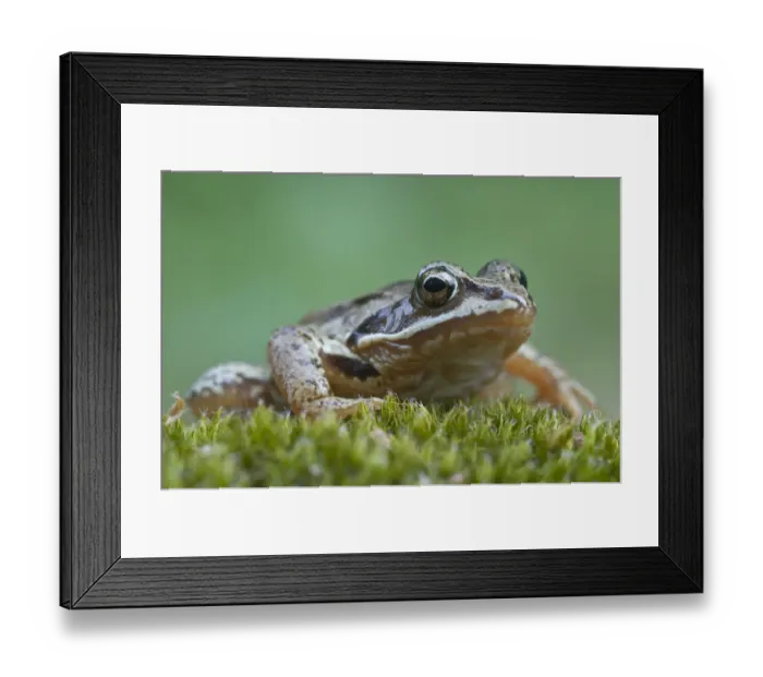 Framed Print : Moor frog -Rana arvalis-, Emsland, Germany, Europe Framed Print : Moor frog -Rana arvalis-, Emsland, Germany, Europe