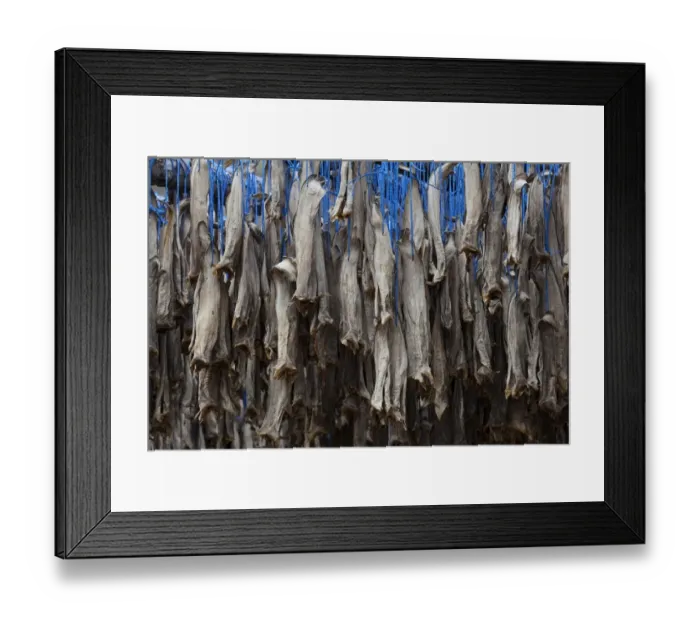 Framed Print : Dried fish, Iceland, Europe Framed Print : Dried fish, Iceland, Europe