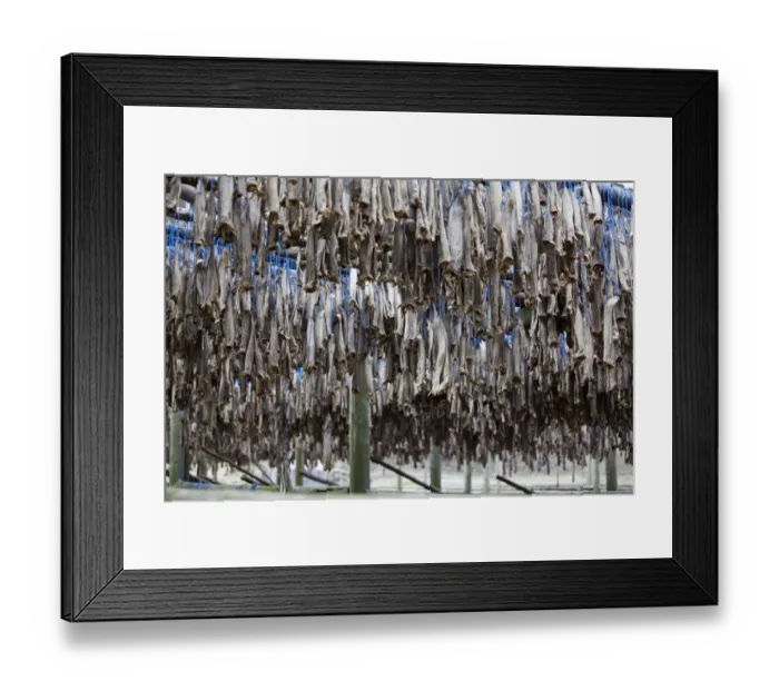 Framed Print : Dried fish, Iceland, Europe Framed Print : Dried fish, Iceland, Europe