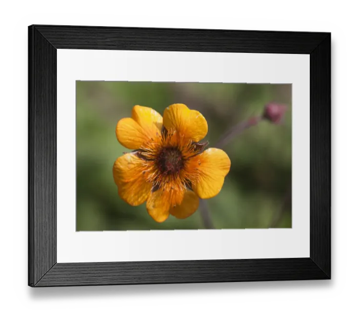 Framed Print : Red Avens -Geum coccineum-, flower Framed Print : Red Avens -Geum coccineum-, flower