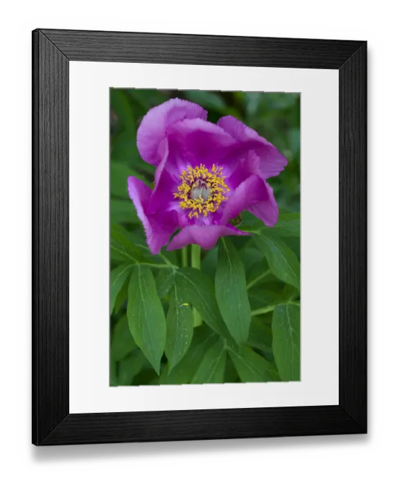 Framed Print : Peony -Paeonia-, flower Framed Print : Peony -Paeonia-, flower