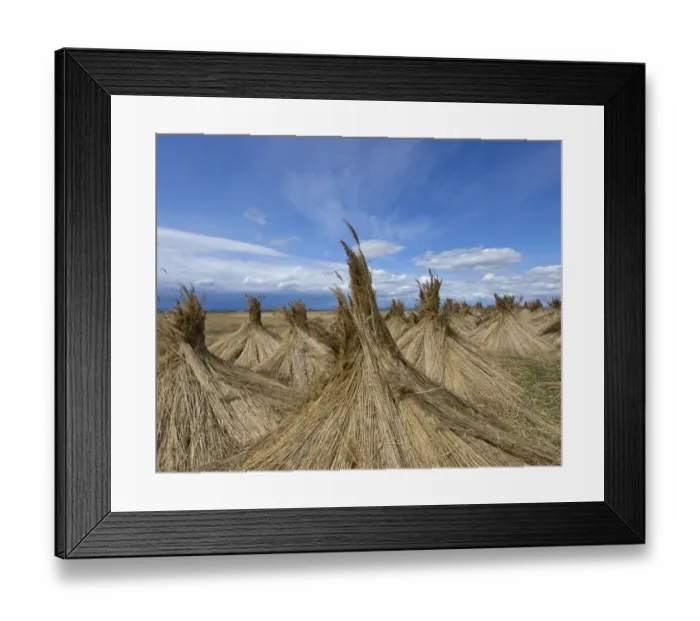 Framed Print : Reed put up for drying, Seewinkel, Apetlon, Burgenland, Austria Framed Print : Reed put up for drying, Seewinkel, Apetlon, Burgenland, Austria
