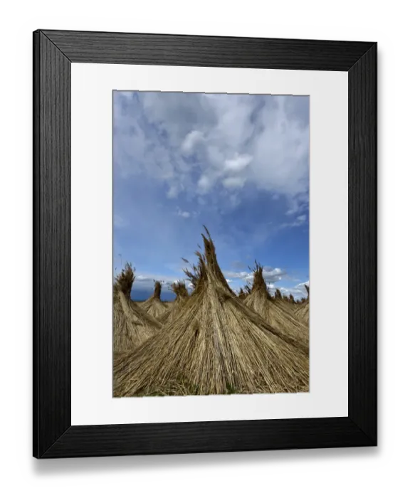 Framed Print : Reed put up for drying, Seewinkel, Apetlon, Burgenland, Austria Framed Print : Reed put up for drying, Seewinkel, Apetlon, Burgenland, Austria