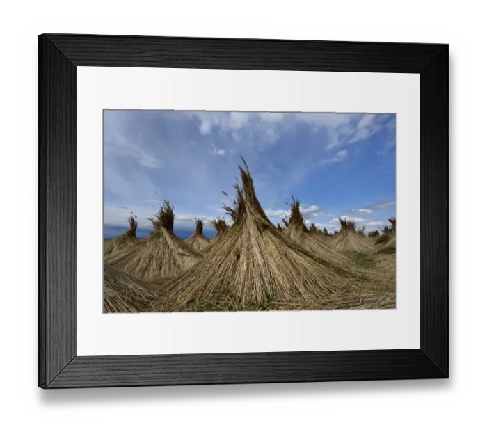 Framed Print : Reed put up for drying, Seewinkel, Apetlon, Burgenland, Austria Framed Print : Reed put up for drying, Seewinkel, Apetlon, Burgenland, Austria