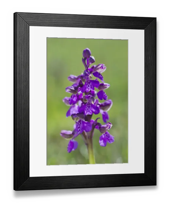 Framed Print : Green-winged Orchid or Green-veined Orchid -Anacamptis morio, Orchis morio-, Seewinkel, Apetlon, Burgenland, Austria Framed Print : Green-winged Orchid or Green-veined Orchid -Anacamptis morio, Orchis morio-, Seewinkel, Apetlon, Burgenland, Austria