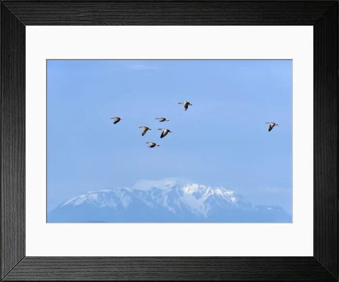 Framed Print : Greylag Geese -Anser anser-, in flight in front of snow-covered mountains, Seewinkel, Apetlon, Burgenland, Austria Framed Print : Greylag Geese -Anser anser-, in flight in front of snow-covered mountains, Seewinkel, Apetlon, Burgenland, Austria