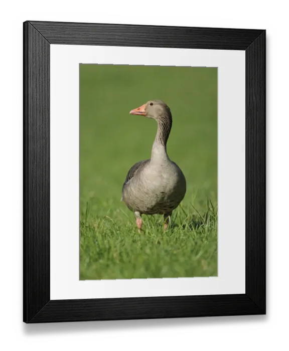 Framed Print : Greylag Goose -Anser anser- standing in a meadow, Erfurt, Thuringia, Germany Framed Print : Greylag Goose -Anser anser- standing in a meadow, Erfurt, Thuringia, Germany