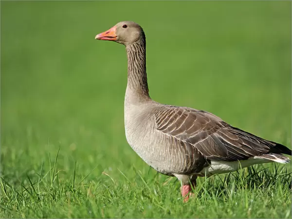 Greylag Goose -Anser anser- standing in a meadow, Erfurt, Thuringia, Germany