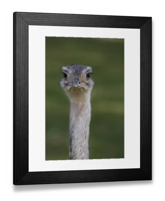 Framed Print : African Ostrich -Struthio camelus-, head Framed Print : African Ostrich -Struthio camelus-, head