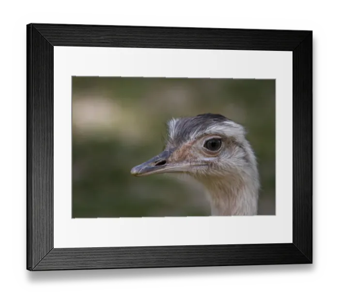 Framed Print : African Ostrich -Struthio camelus-, head Framed Print : African Ostrich -Struthio camelus-, head