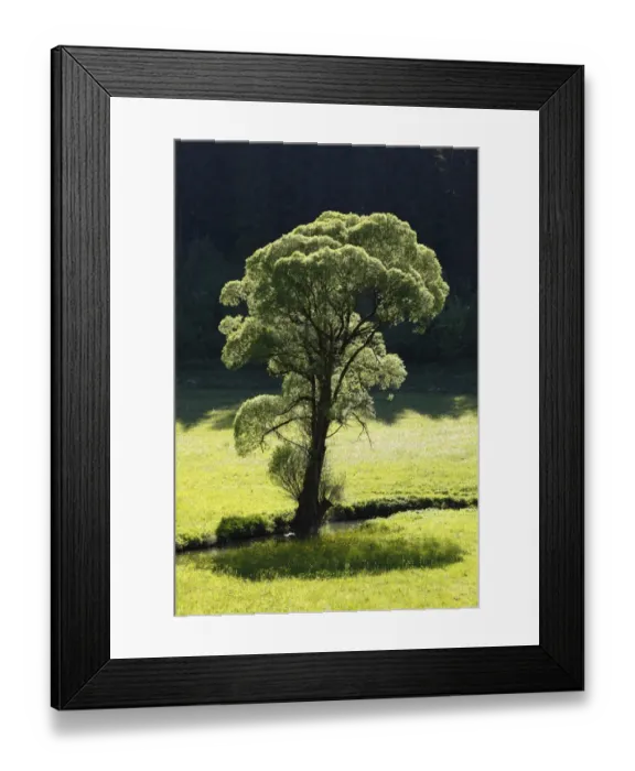 Framed Print : Willow -Salix- on the Aufsess River near Neuhaus, Aufsesstal valley, Little Switzerland, Upper Franconia, Franconia, Bavaria, Germany, Europe Framed Print : Willow -Salix- on the Aufsess River near Neuhaus, Aufsesstal valley, Little Switzerland, Upper Franconia, Franconia, Bavaria, Germany, Europe
