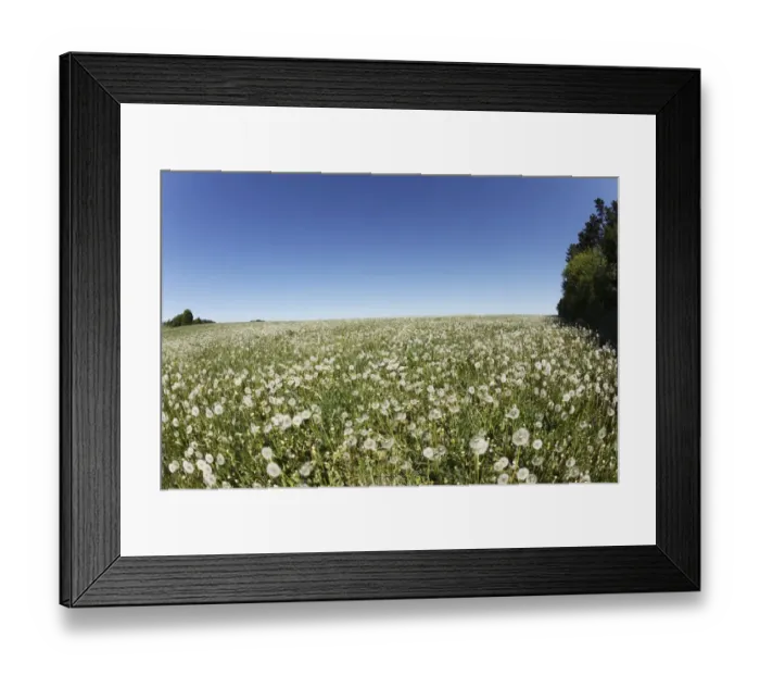 Framed Print : Meadow with dandelion seed heads, Herzogenreuth, Little Switzerland, Upper Franconia, Franconia, Bavaria, Germany, Europe
