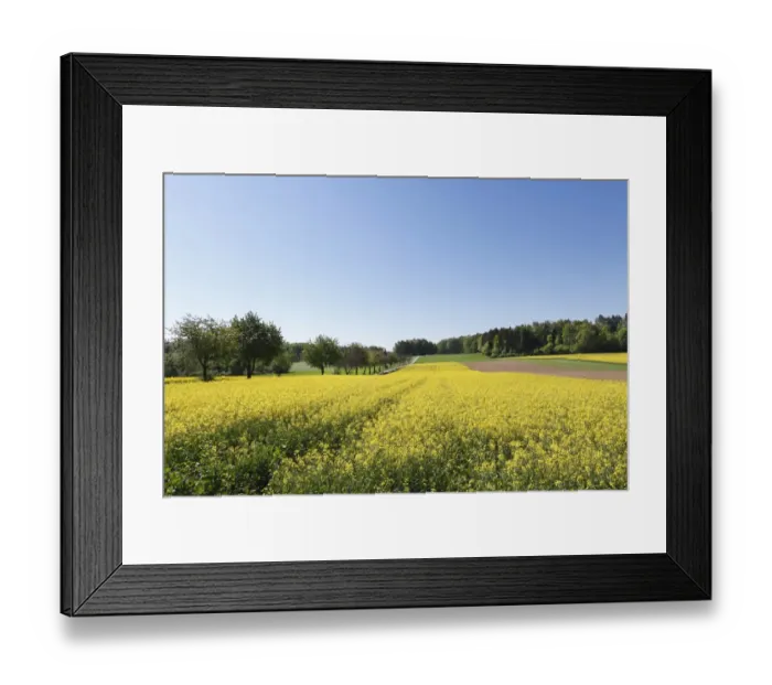 Framed Print : Rape field, Heiligenstadt, Little Switzerland, Upper Franconia, Franconia, Bavaria, Germany, Europe Framed Print : Rape field, Heiligenstadt, Little Switzerland, Upper Franconia, Franconia, Bavaria, Germany, Europe