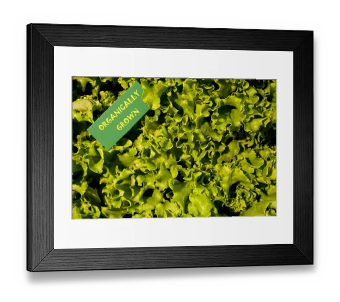 Framed Print : Organic produce, green lettuce, Waterloo, Quebec, Canada, North America Framed Print : Organic produce, green lettuce, Waterloo, Quebec, Canada, North America