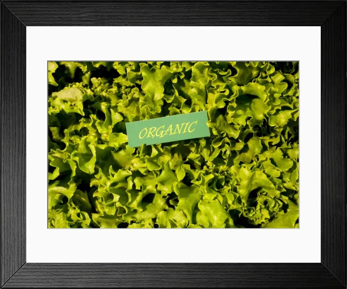 Framed Print : Organic produce, green lettuce, Waterloo, Quebec, Canada, North America Framed Print : Organic produce, green lettuce, Waterloo, Quebec, Canada, North America