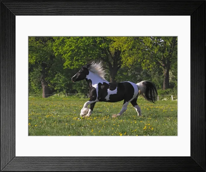 Framed Print : Irish Tinker horse -Equus przewalskii f. caballus-, mare running Framed Print : Irish Tinker horse -Equus przewalskii f. caballus-, mare running