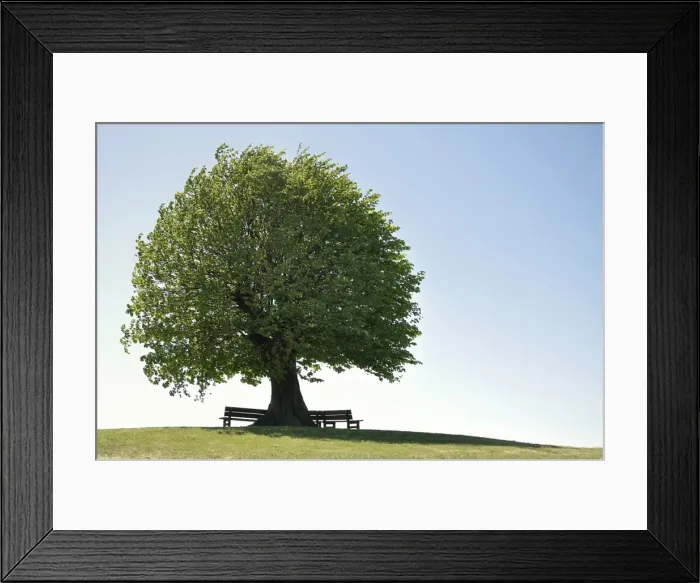 Framed Print : Linde -Tilia spec- with bench, solitary tree a hill, Rendsburg-Eckernfoerde district, Schleswig-Holstein, Germany, Europe Framed Print : Linde -Tilia spec- with bench, solitary tree a hill, Rendsburg-Eckernfoerde district, Schleswig-Holstein, Germany, Europe