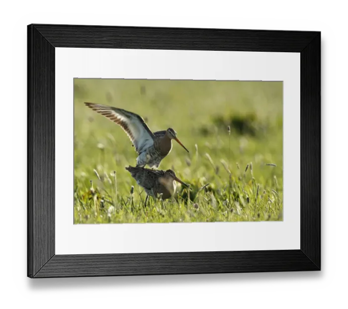 Framed Print : Black-tailed Godwit -Limosa limosa-, copula, male mounting, Strohauser Plate, Lower Saxony, Germany Framed Print : Black-tailed Godwit -Limosa limosa-, copula, male mounting, Strohauser Plate, Lower Saxony, Germany