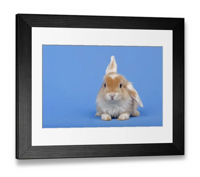 Framed Print : Dutch rabbit Framed Print : Dutch rabbit