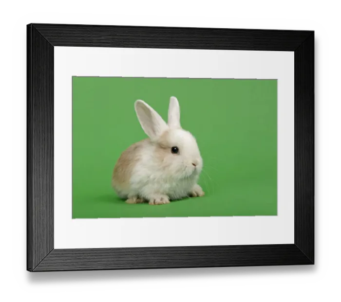 Framed Print : Dutch rabbit Framed Print : Dutch rabbit