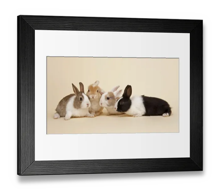 Framed Print : Four Dutch rabbits Framed Print : Four Dutch rabbits