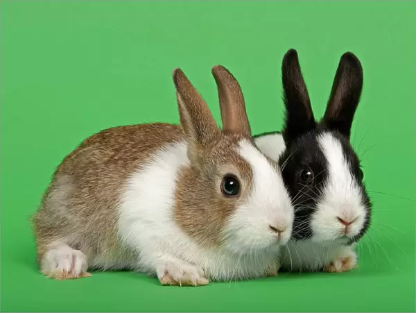 Two Dutch rabbits