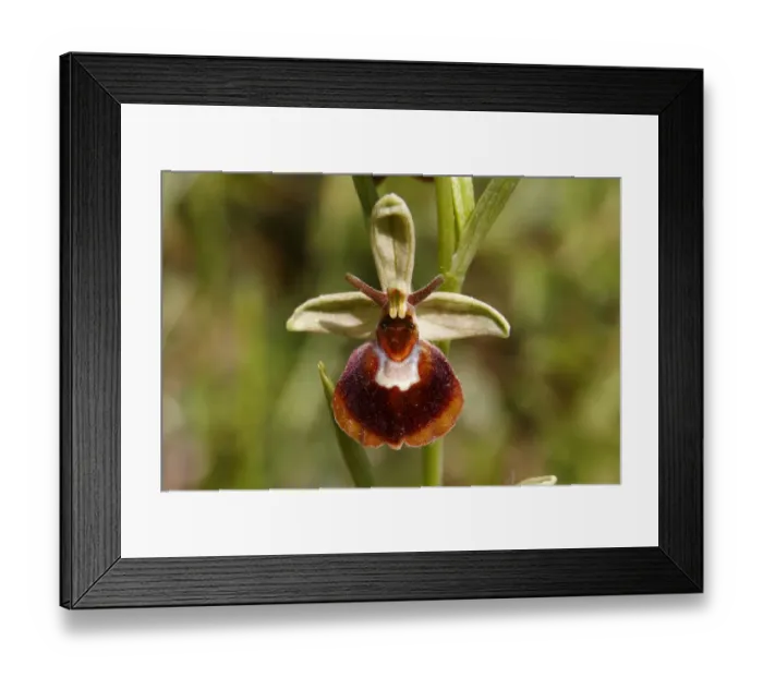 Framed Print : Hybrid of a Spider Orchid and a Bumblebee Orchid -Ophrys sphegodes x Ophrys holoserica-, flower, Koppelstein Nature Reserve, Rhineland-Palatinate, Germany, Europe Framed Print : Hybrid of a Spider Orchid and a Bumblebee Orchid -Ophrys sphegodes x Ophrys holoserica-, flower, Koppelstein Nature Reserve, Rhineland-Palatinate, Germany, Europe