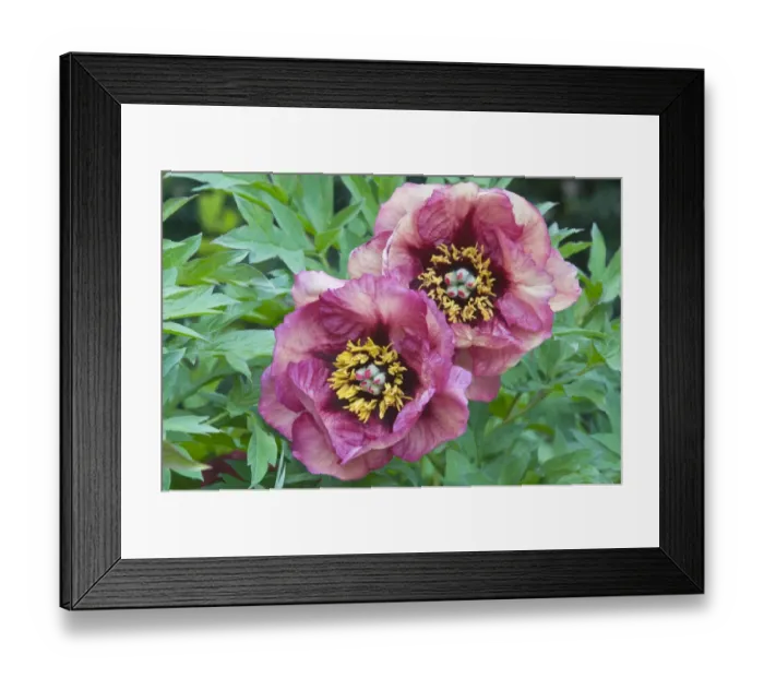 Framed Print : Tree peony Gauguin -Paeonia suffruticosa Gauguin-, Emsland, Germany, Europe Framed Print : Tree peony Gauguin -Paeonia suffruticosa Gauguin-, Emsland, Germany, Europe