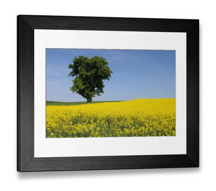 Framed Print : Pear tree -Pyrus communis- in a field of flowering Rape -Brassica napus-, Bavaria, Germany, Europe