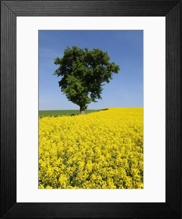 Framed Print : Pear tree -Pyrus communis- in a field of flowering Rape -Brassica napus-, Bavaria, Germany, Europe Framed Print : Pear tree -Pyrus communis- in a field of flowering Rape -Brassica napus-, Bavaria, Germany, Europe