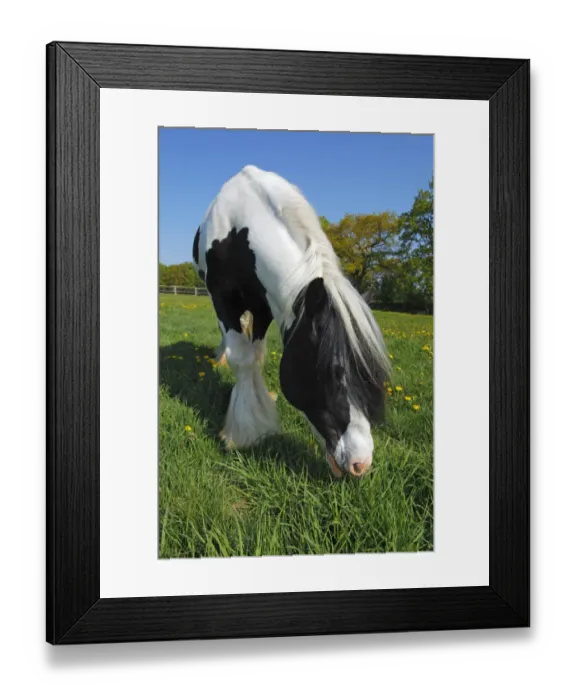 Framed Print : Irish Tinker horse -Equus przewalskii f. caballus-, stallion Framed Print : Irish Tinker horse -Equus przewalskii f. caballus-, stallion