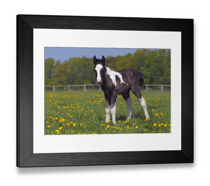 Framed Print : Irish Tinker horse -Equus przewalskii f. caballus-, foal Framed Print : Irish Tinker horse -Equus przewalskii f. caballus-, foal