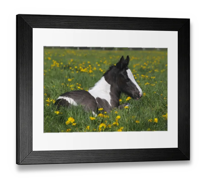 Framed Print : Irish Tinker horse -Equus przewalskii f. caballus-, foal