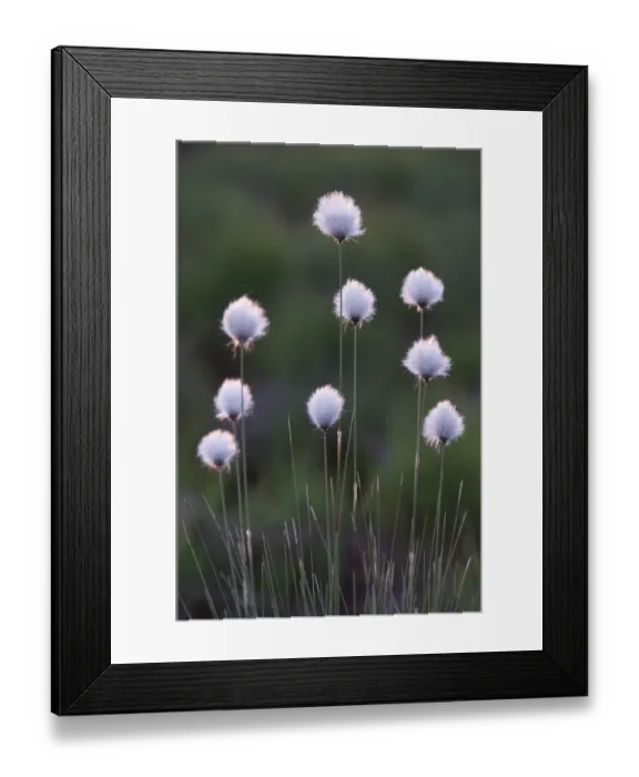 Framed Print : Hares-tail Cottongrass, Tussock Cottongrass, Sheathed Cottonsedge -Eriophorum vaginatum-, Emsland, Germany, Europe Framed Print : Hares-tail Cottongrass, Tussock Cottongrass, Sheathed Cottonsedge -Eriophorum vaginatum-, Emsland, Germany, Europe