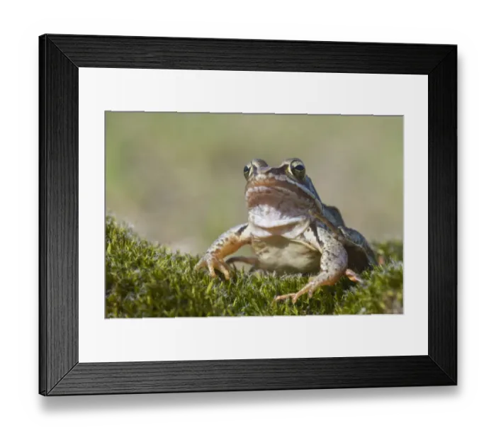 Framed Print : Moor frog -Rana arvalis-, Emsland, Germany, Europe Framed Print : Moor frog -Rana arvalis-, Emsland, Germany, Europe