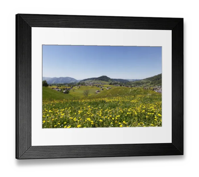 Framed Print : Dandelion meadow, Hittisau, Bregenzerwald region, Vorarlberg, Austria, Europe Framed Print : Dandelion meadow, Hittisau, Bregenzerwald region, Vorarlberg, Austria, Europe
