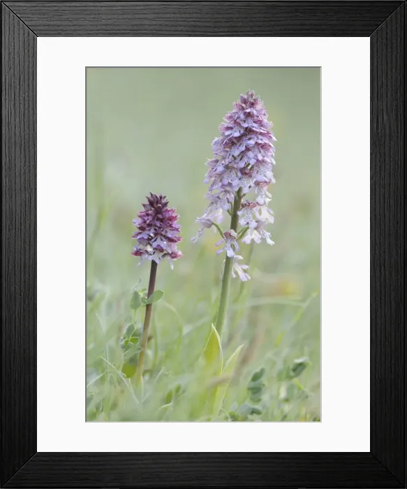 Framed Print : Lady Orchid -Orchis purpurea-, Leutratal, Jena, Thuringia, Germany, Europe Framed Print : Lady Orchid -Orchis purpurea-, Leutratal, Jena, Thuringia, Germany, Europe