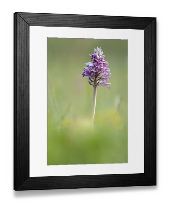 Framed Print : Military Orchid -Orchis militaris-, Leutratal, Jena, Thuringia, Germany, Europe Framed Print : Military Orchid -Orchis militaris-, Leutratal, Jena, Thuringia, Germany, Europe