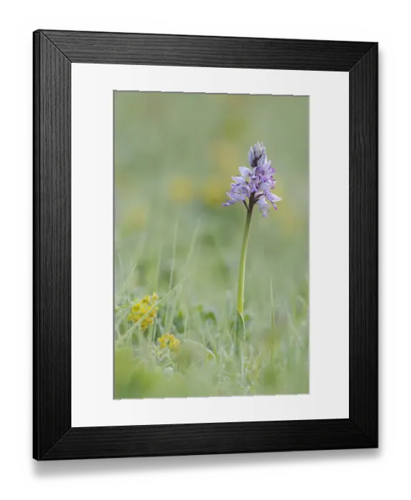 Framed Print : Military Orchid -Orchis militaris-, Leutratal, Jena, Thuringia, Germany, Europe Framed Print : Military Orchid -Orchis militaris-, Leutratal, Jena, Thuringia, Germany, Europe