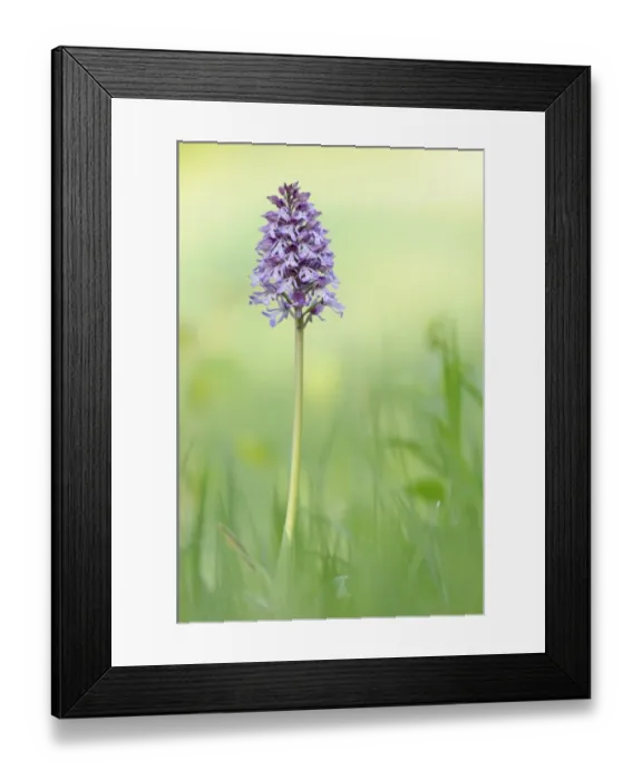 Framed Print : Hybrid of Lady orchid -Orchis purpurea- and Military Orchid -Orchis militaris- Framed Print : Hybrid of Lady orchid -Orchis purpurea- and Military Orchid -Orchis militaris-