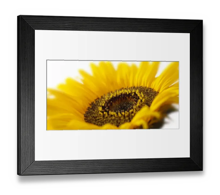 Framed Print : Sunflower -Helianthus annuus-, flower Framed Print : Sunflower -Helianthus annuus-, flower