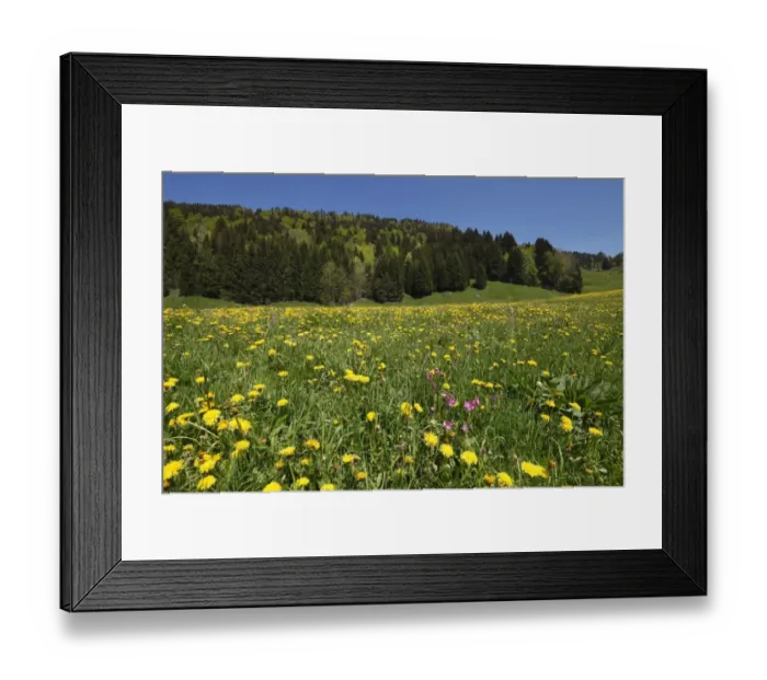 Framed Print : Dandelion meadow, Balderschwanger Tal valley, Bregenzerwald region, Vorarlberg, Austria, Europe Framed Print : Dandelion meadow, Balderschwanger Tal valley, Bregenzerwald region, Vorarlberg, Austria, Europe
