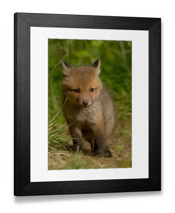 Framed Print : Young red fox -Vulpes vulpes-, Hagen, Germany Framed Print : Young red fox -Vulpes vulpes-, Hagen, Germany