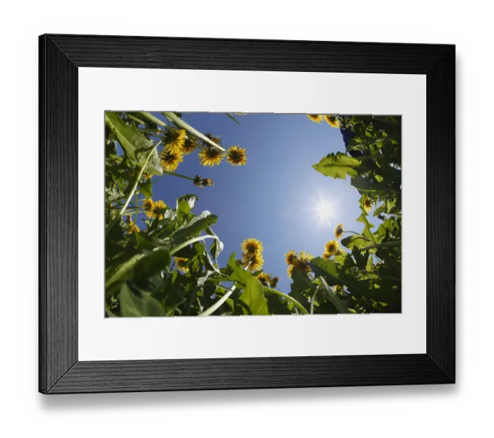 Framed Print : Low angle view of Dandelion plants, Bregenzerwald, Vorarlberg, Austria, Europe Framed Print : Low angle view of Dandelion plants, Bregenzerwald, Vorarlberg, Austria, Europe
