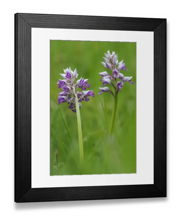 Framed Print : Military Orchid -Orchis militaris-, Leutratal, Jena, Thuringia, Germany, Europe Framed Print : Military Orchid -Orchis militaris-, Leutratal, Jena, Thuringia, Germany, Europe