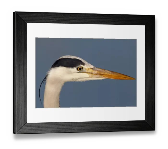 Framed Print : Grey Heron -Ardea cinerea-, portrait, Strohauser Plate, Wesermarsch district, Lower Saxony, Germany, Europe Framed Print : Grey Heron -Ardea cinerea-, portrait, Strohauser Plate, Wesermarsch district, Lower Saxony, Germany, Europe