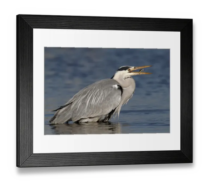Framed Print : Grey Heron -Ardea cinerea- with prey, a stickleback, Strohauser Plate, Wesermarsch district, Lower Saxony, Germany, Europe Framed Print : Grey Heron -Ardea cinerea- with prey, a stickleback, Strohauser Plate, Wesermarsch district, Lower Saxony, Germany, Europe