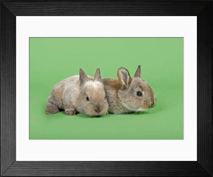 Framed Print : Two Domestic Rabbits -Oryctolagus cuniculus forma domestica- Framed Print : Two Domestic Rabbits -Oryctolagus cuniculus forma domestica-
